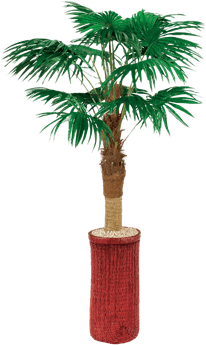 Silk Fan Palm Tree - Palm Trees (648x432), Png Download