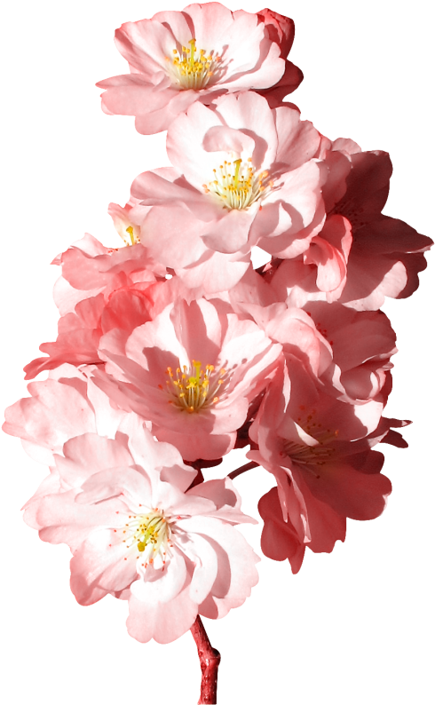 Tubes Fleurs - ดอกไม้ สีชมพู Png (510x800), Png Download