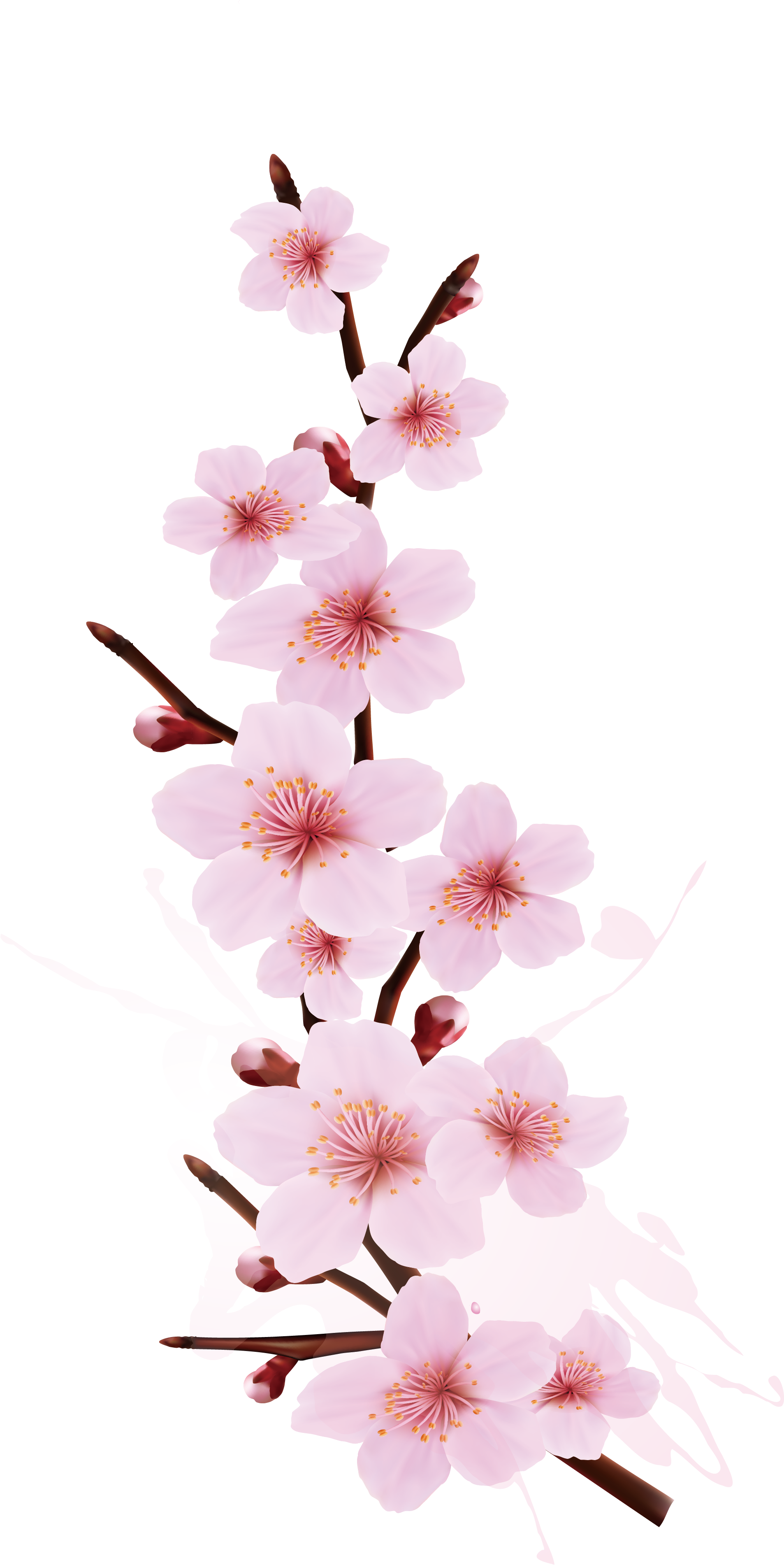 Cherry Blossom Branch Png - Cherry Blossom Branch Design (2212x3919), Png Download