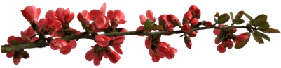 Spring Flower Buttons On Branch - Bom Dia Pra Vc Que Acordou (400x400), Png Download