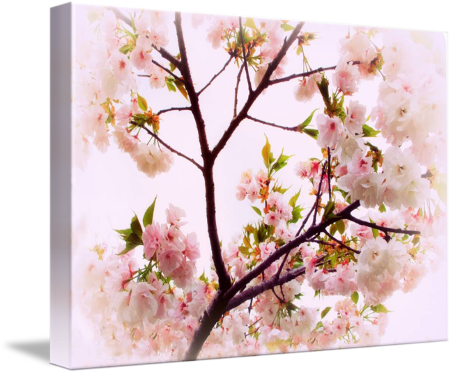 Cherry Blossom Charm By Jessica Jenney Picture Library - Cherry Blossom (650x537), Png Download