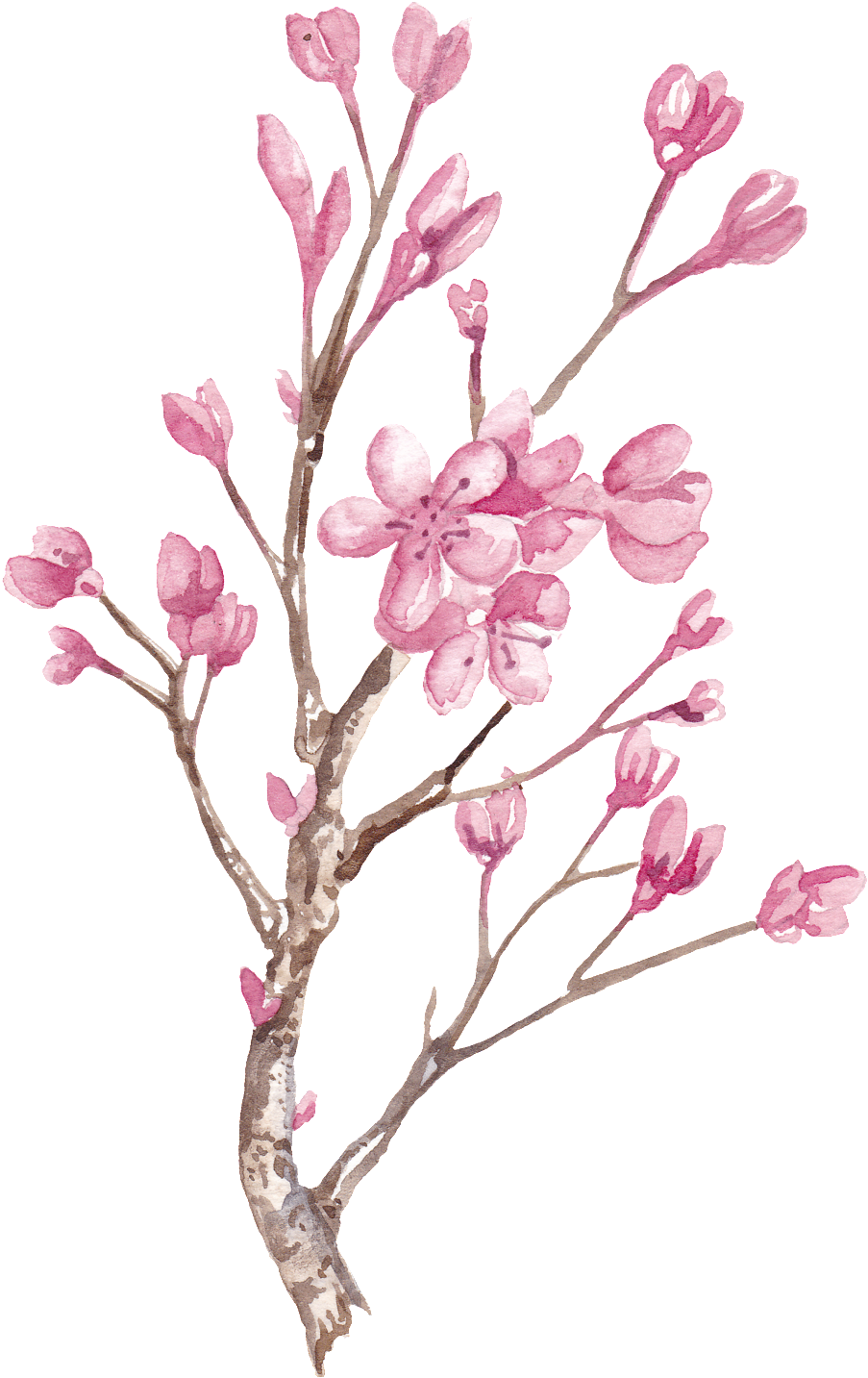 Hand Painted Winter Plum Blossom Branch Png Transparent - Watercolor Painting (1024x1448), Png Download