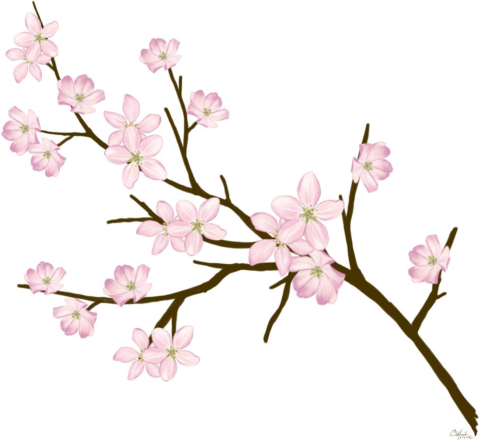 Cherryblossom Flowers Branches Freetoedit - Quran (1024x1024), Png Download