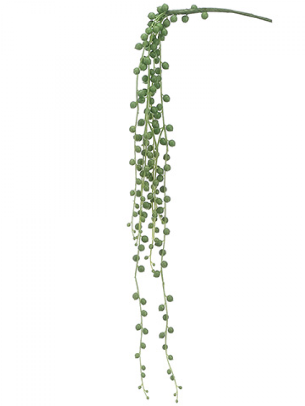 28" String Of Pearls Pick Green - String Of Pearls Plant Png (800x800), Png Download