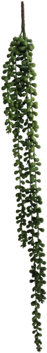 String Of Pearls Vine 5 Strands 71cm - String-of-pearls (500x500), Png Download