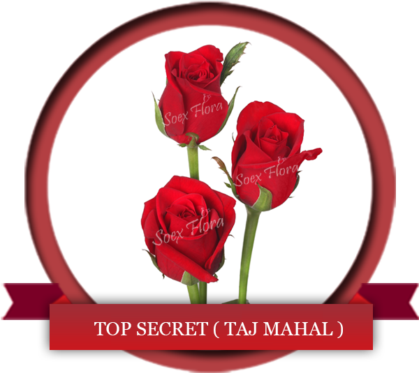 Deep Red Rose Symbol Of Love Top Secret Also Known - Taj Mahal Rose (600x600), Png Download