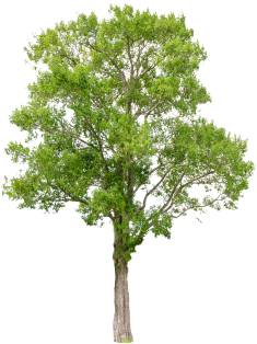 Isolated Trees On White Background, Trees, Isolated, - River Birch (360x360), Png Download