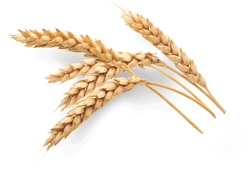 Selenium Oat Grain Malt Food - Selenium Malt (814x543), Png Download
