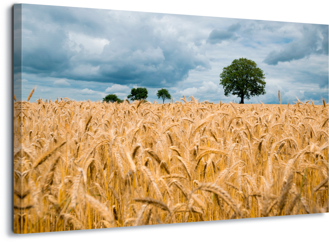 Wheat Field (1400x967), Png Download
