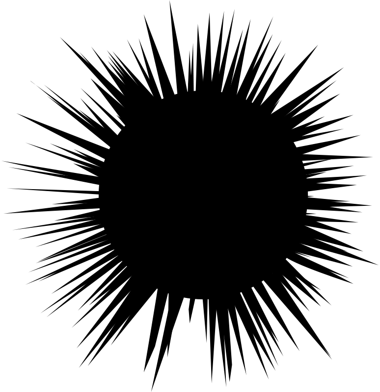 Erizo De Mar Png (774x800), Png Download