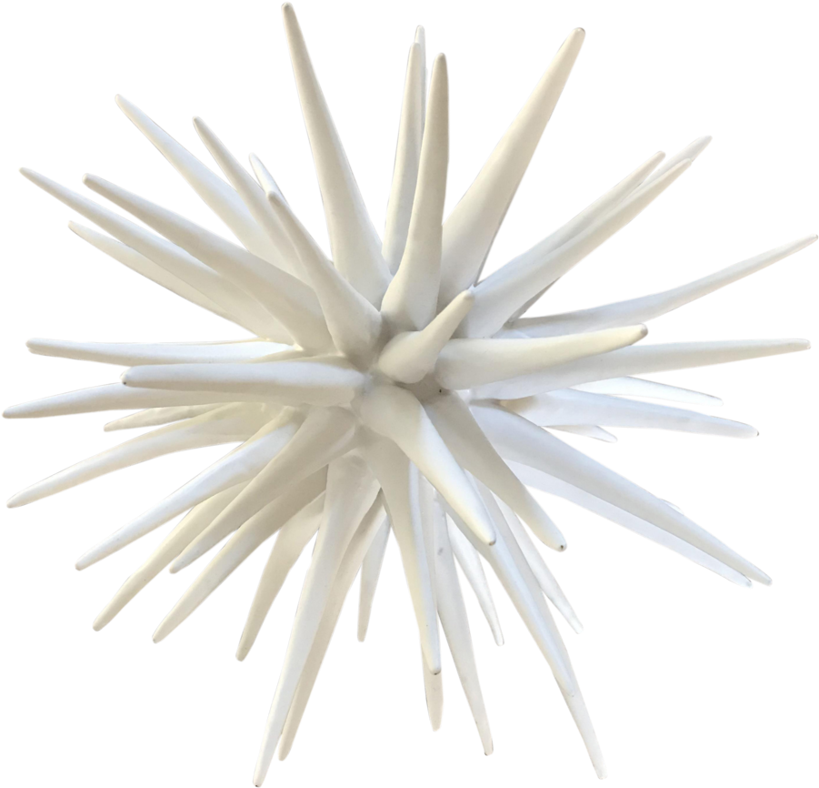Studio Sea Urchin (1000x961), Png Download