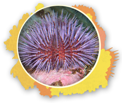 State Stencil Sea Urchin The Snorkel Store Maui Hi - The Snorkel Store (396x337), Png Download