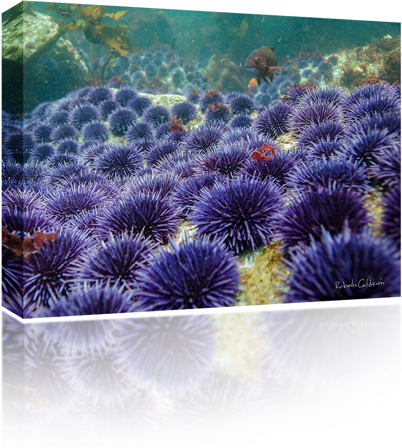 Sea Urchins - Sea Urchin (1024x1024), Png Download