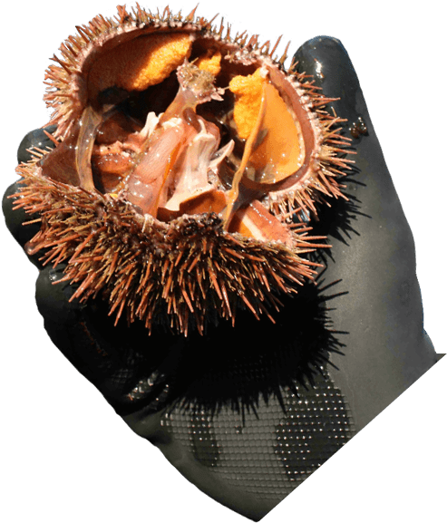 Rbs Seafood Harvesting - Rbs Seafood Harvesting Ltd (522x600), Png Download