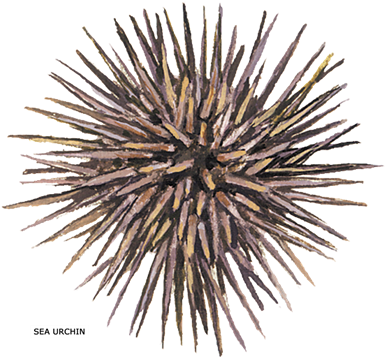 Sea Urchin Shower Curtain (400x373), Png Download