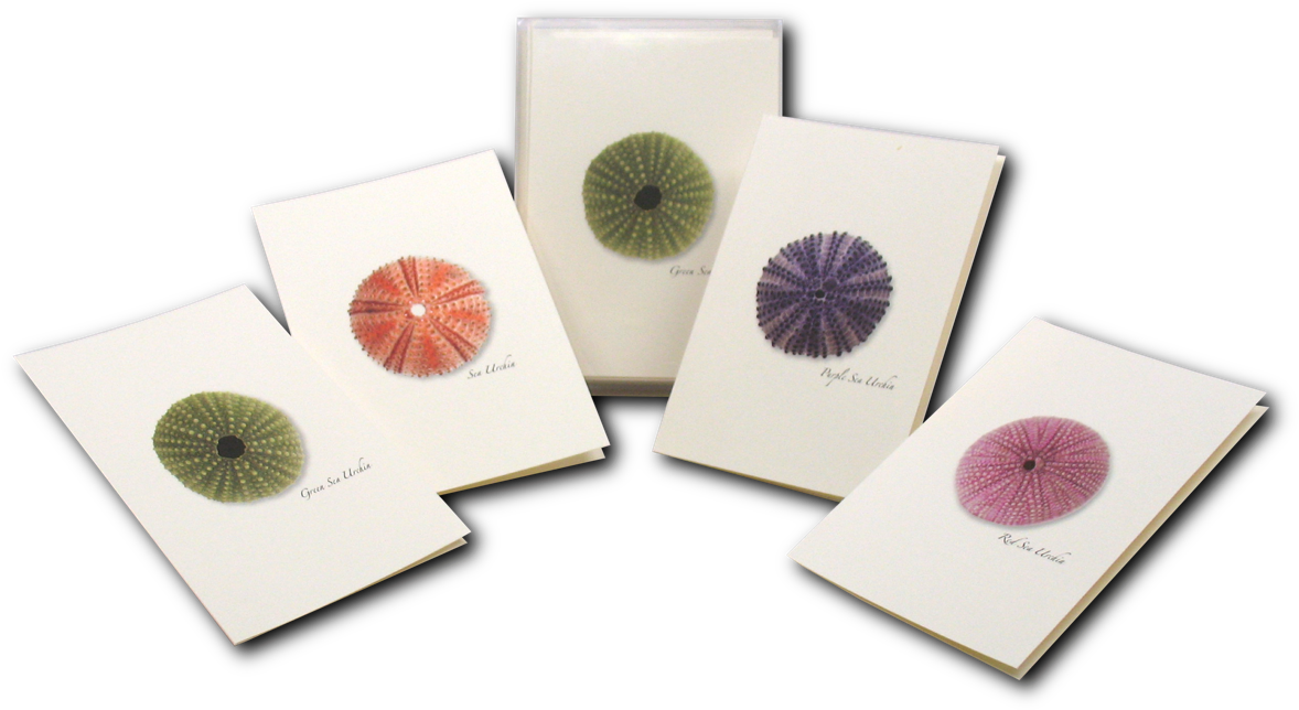 Download Shopping Cart Fennel Flower Full Size PNG Image PNGkit