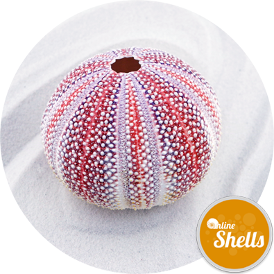 Sea - Sea Urchin (395x395), Png Download