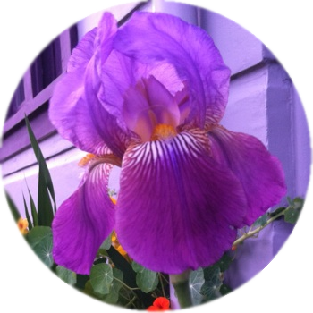Many Varieties To Choose From - Iris (350x350), Png Download