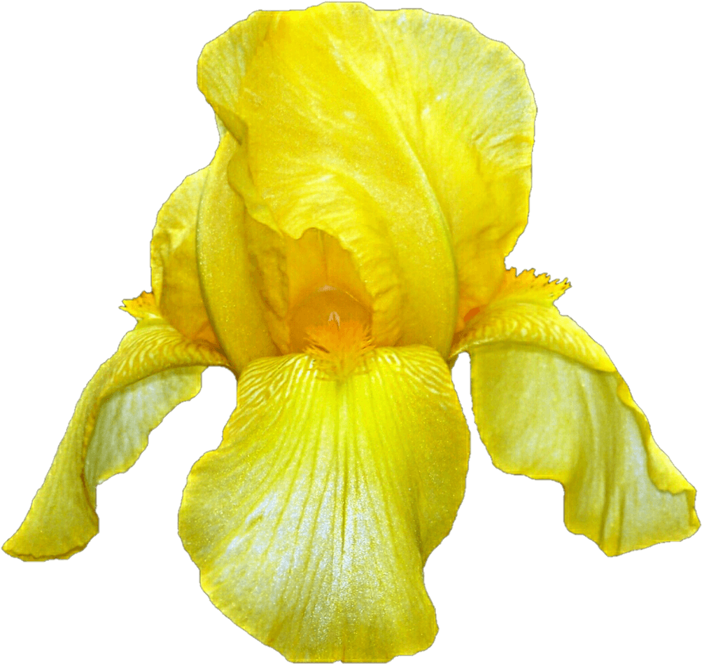 Yellow Iris (1024x972), Png Download
