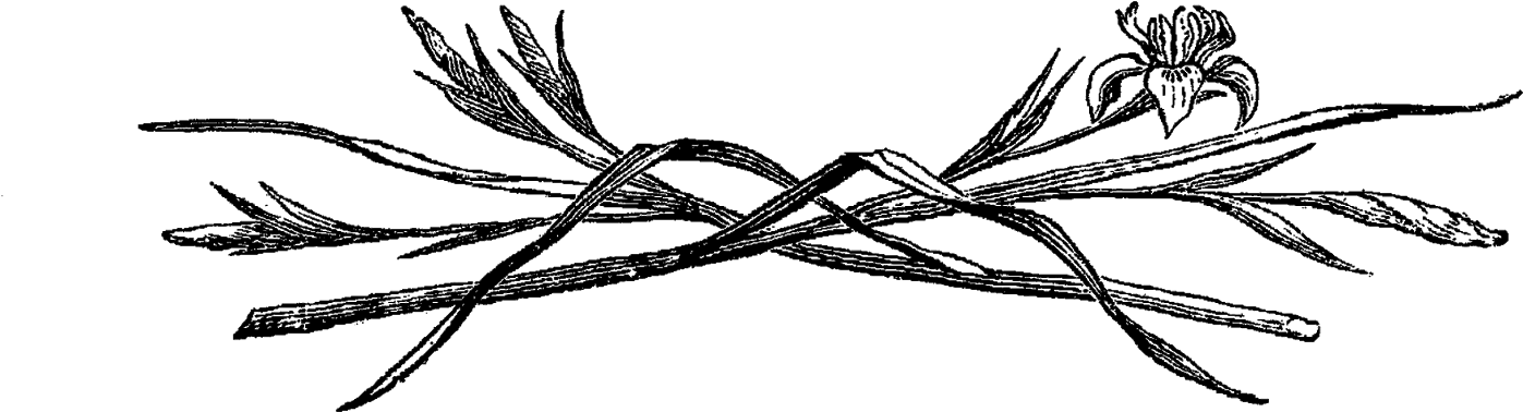 Flower Iris Digital Illustration - Illustration (1600x648), Png Download