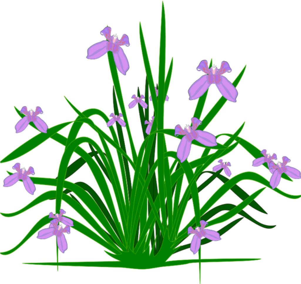 Iris Cliparts - Flowering Plant Clipart (800x800), Png Download