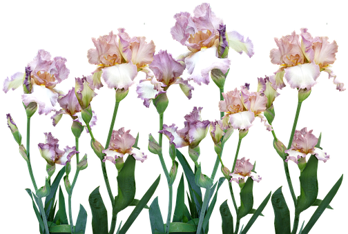 Irises (520x340), Png Download