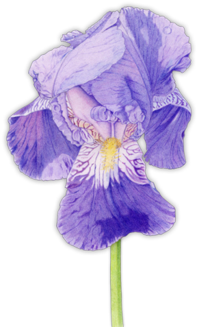 Iris Flower - Purple Iris Mother's Day Card (300x492), Png Download