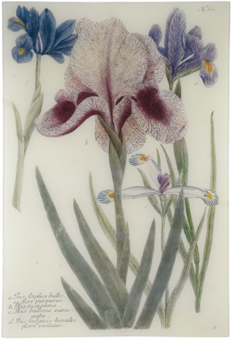 Iris Iris - Iris (500x500), Png Download