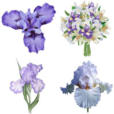Iris Flower Transparent (400x400), Png Download