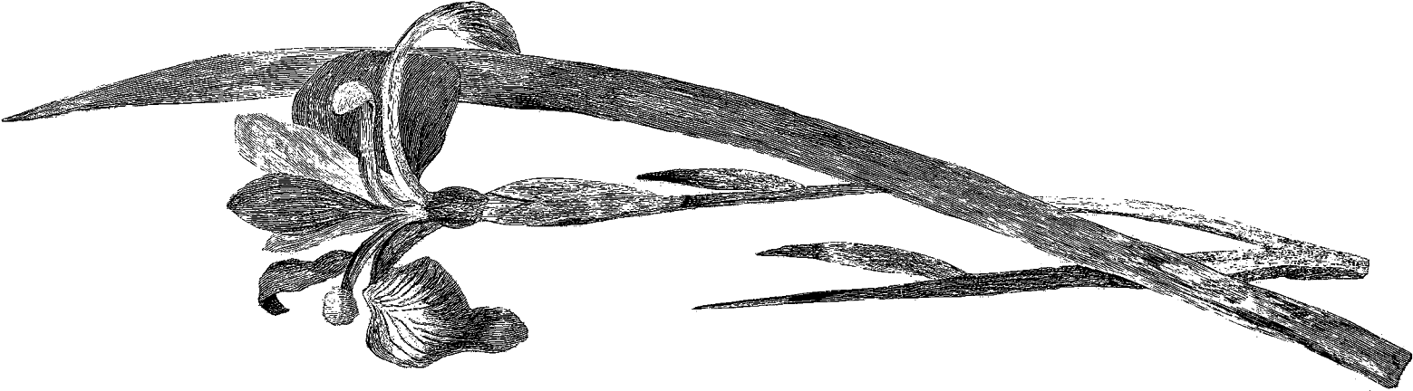 Botanical Flower Artwork Drawing Images - Work Of Art (1600x483), Png Download