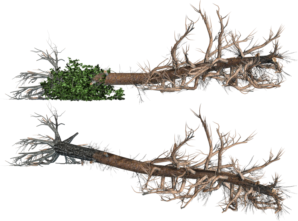 Download Fallen Trees 02 Png Stock By Roy3d On Deviantart Stock