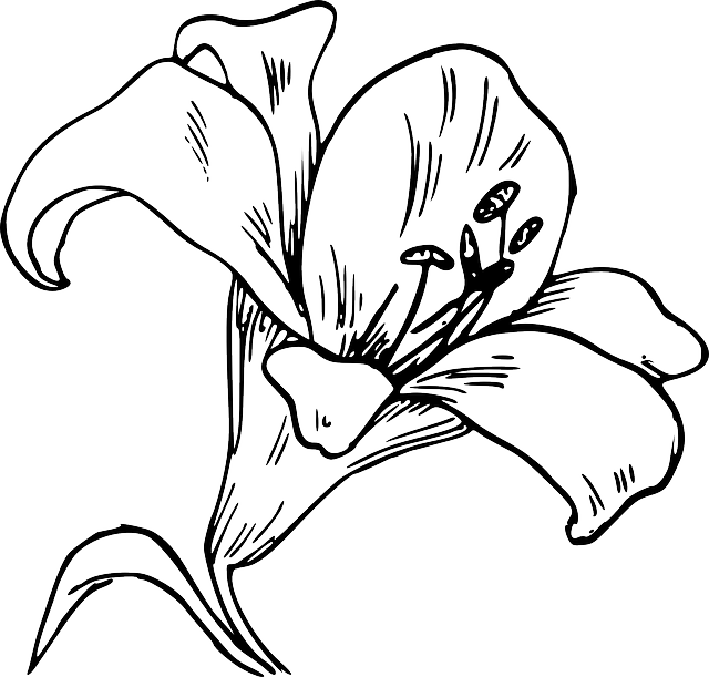 Flower Bloom Plant Lily Nature Calla Tattoo - Imagenes De La Orquídea Para Colorear (640x611), Png Download