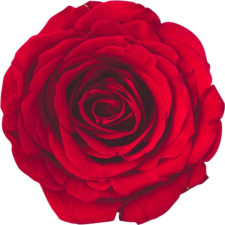 Download - Roses (943x940), Png Download