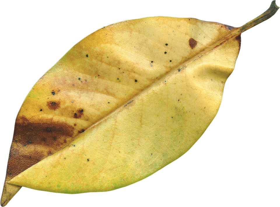 Magnolia Leaf, Fall, Autumn, Season, Nature, Natural - Dried Leaf Png (960x709), Png Download