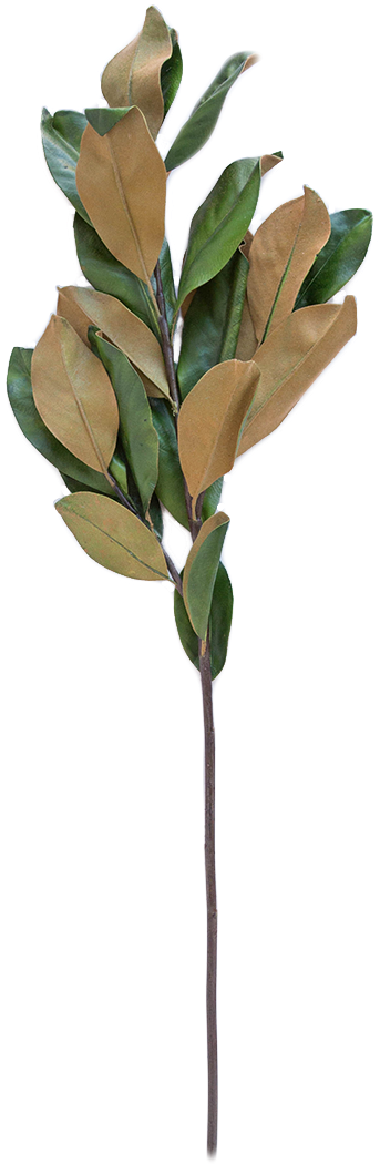 Faux Magnolia Stem - Magnolia Stem (1200x1200), Png Download