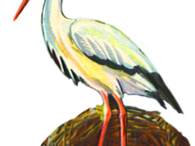 Sea Bird Clipart Crane Bird - Northern Gannet (640x480), Png Download