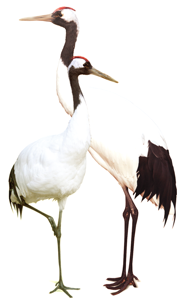 Hd White Crane Static Png - Hinh Anh Con Hac (1024x1024), Png Download
