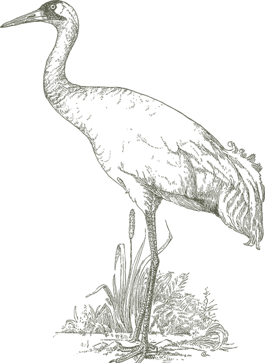 534 X 730 5 - Sandhill Crane (534x730), Png Download