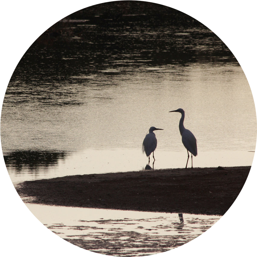 Through Our Community Engagement Projects And Our Nature - Great Blue Heron (892x864), Png Download