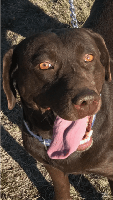Photo Of Twix - Labrador Retriever (638x638), Png Download