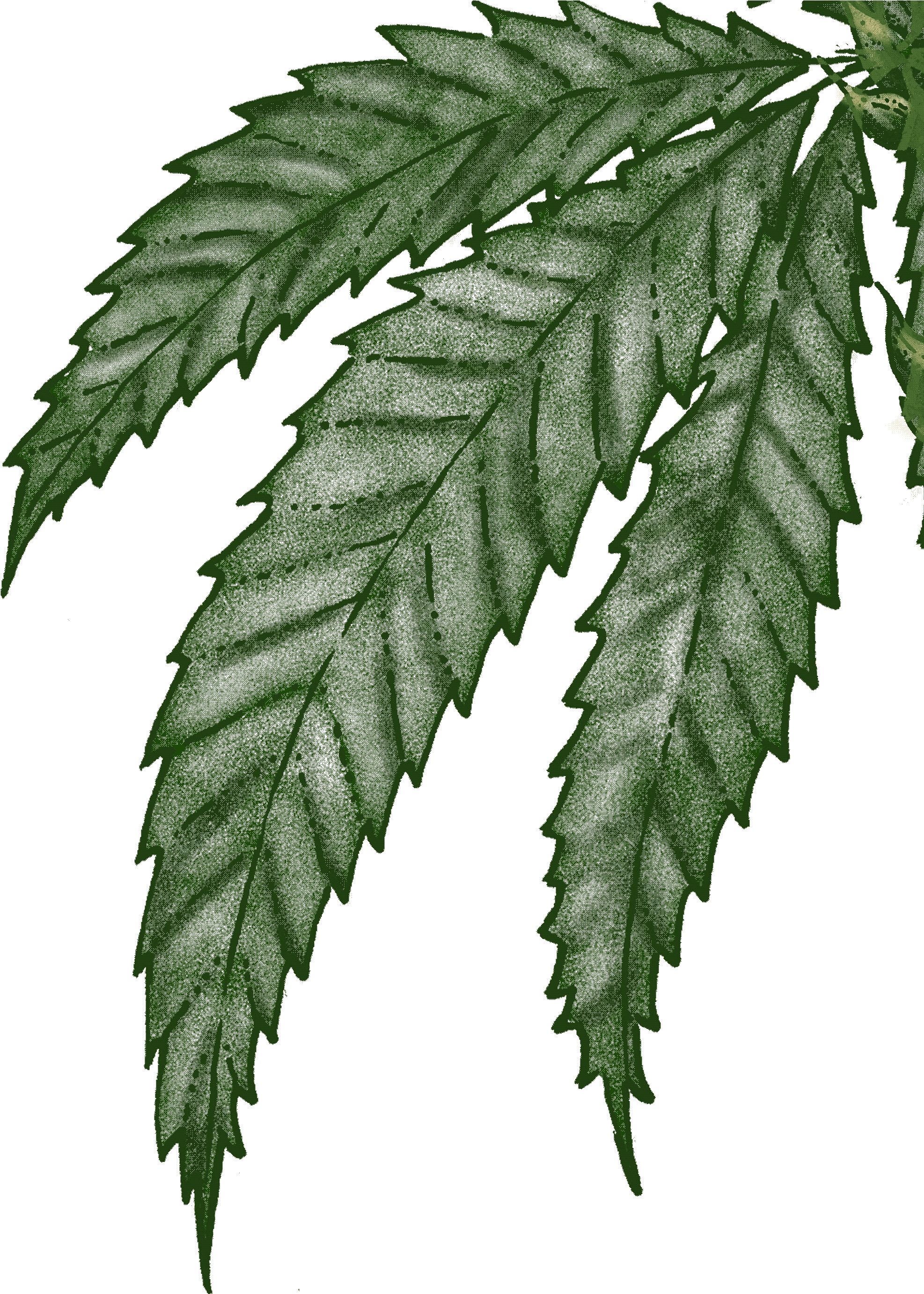 A Passionate Producer - Fern (1980x2792), Png Download