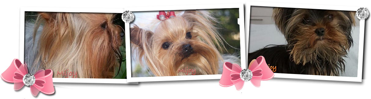 Toggle Navigation Mijoy Yorkies And Mijoy Biewers - Morkie (1350x332), Png Download