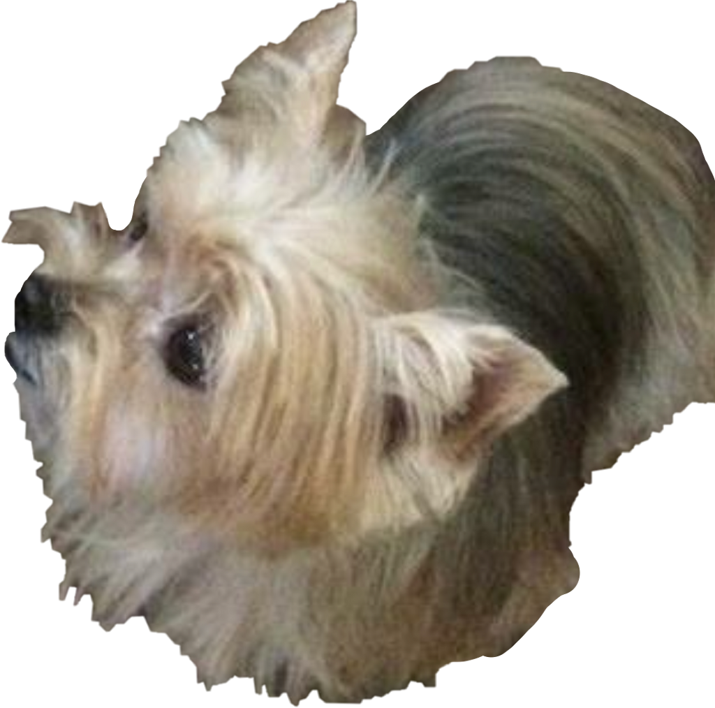 Yorkie Sticker - Australian Silky Terrier (1024x1014), Png Download