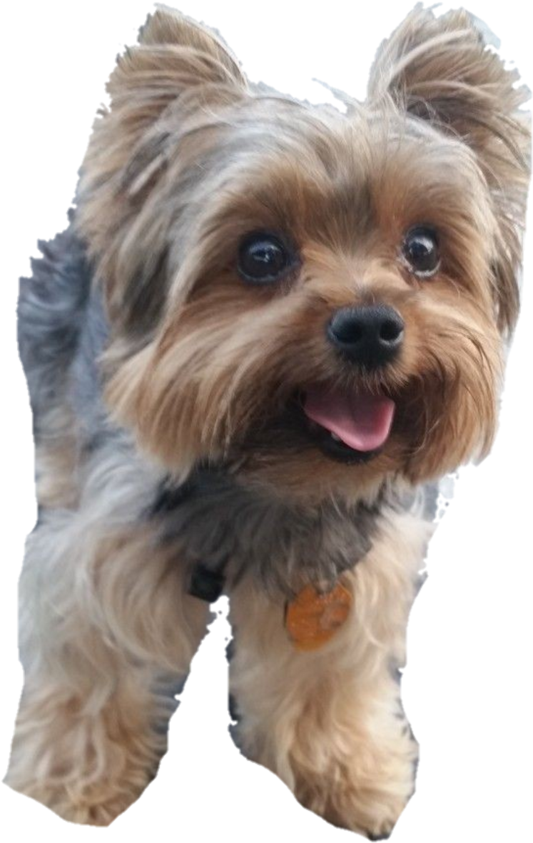 Yorkie Sticker - Australian Silky Terrier (1024x1820), Png Download