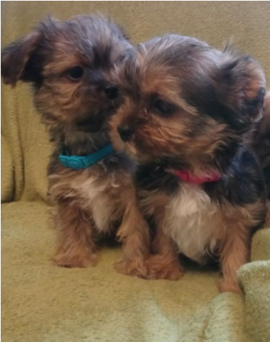 Yorkie Cross Shitzu Puppies For Sale - Yorkipoo (640x480), Png Download