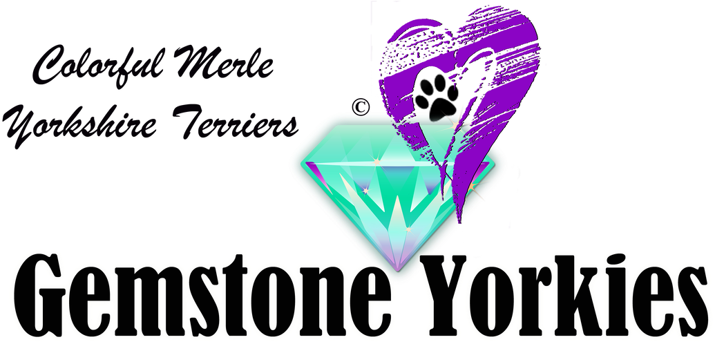 Picture - Yorkshire Terrier (1100x618), Png Download