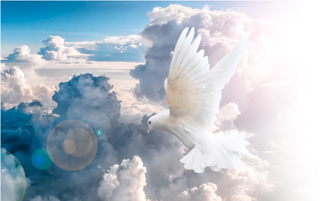 New Testament Christian Church Ktown Dove In Clouds980 - Rock Dove (980x403), Png Download