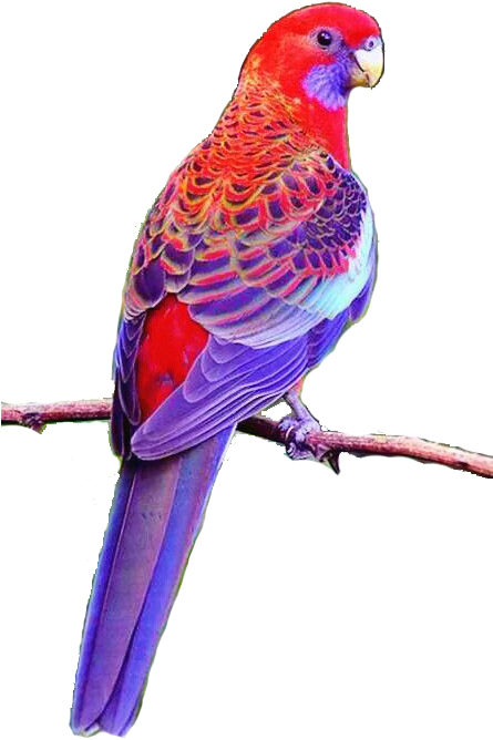 August 4, 2018 At - Loros De Australia (444x718), Png Download
