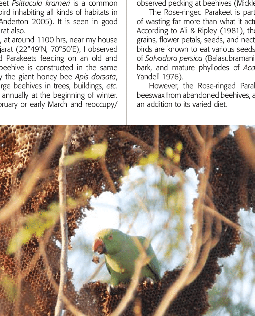 Rose-ringed Parakeet Psittacula Krameri Feeding On - Budgie (850x1054), Png Download