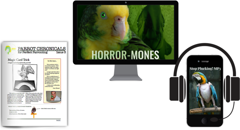 Macaw (800x450), Png Download